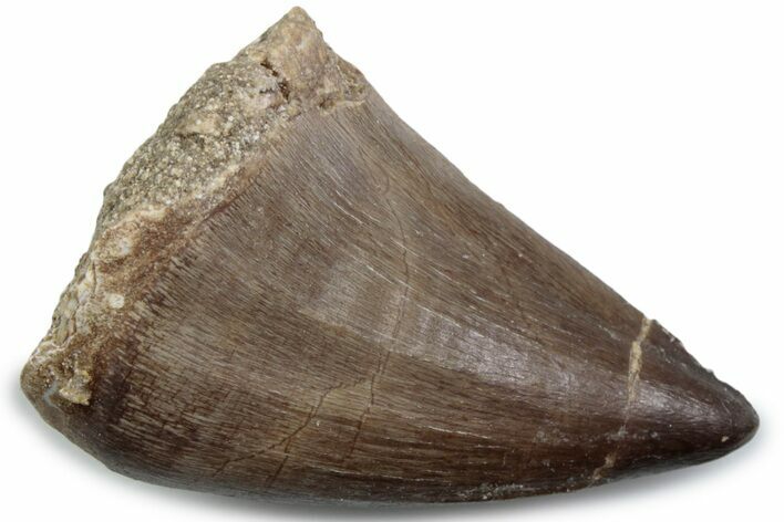 Fossil Mosasaur (Thalassotitan) Tooth - Morocco #384032
